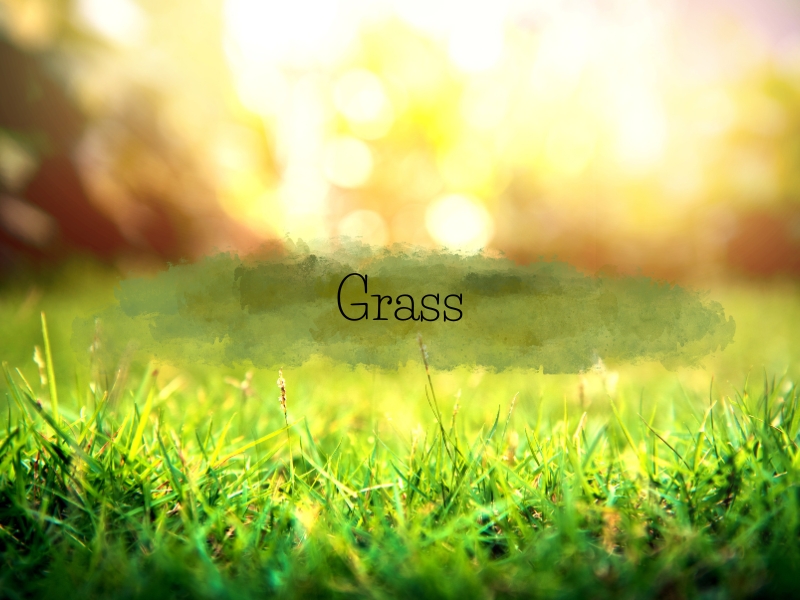 Grass エアドロップ